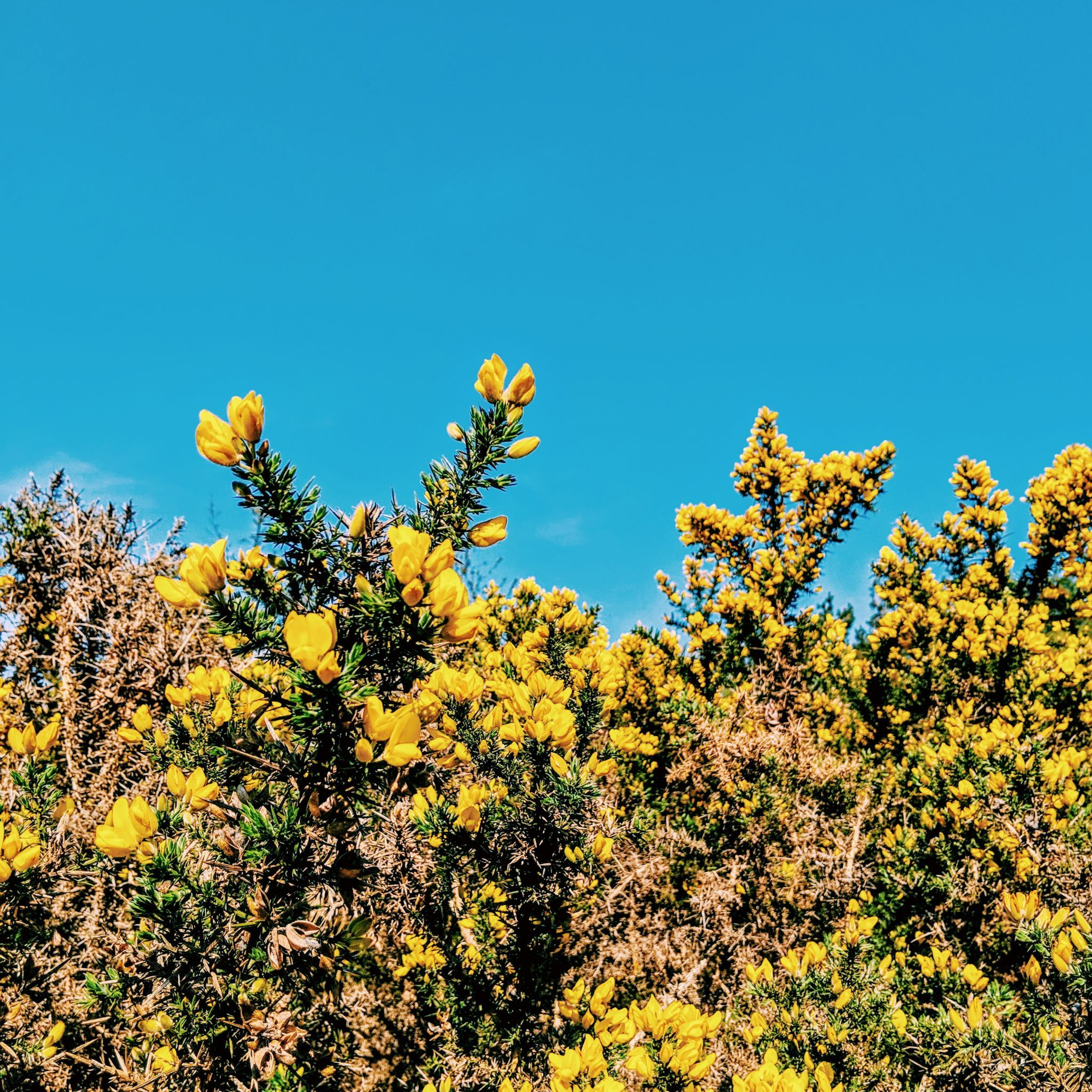 SUNDAY BESIDE THE SAND DUNES